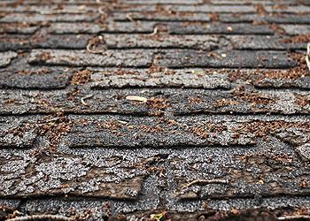 Angle Roofing & Gutter Company Images